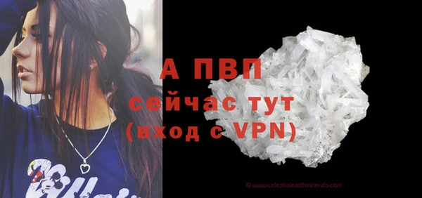 прущие грибы Белокуриха