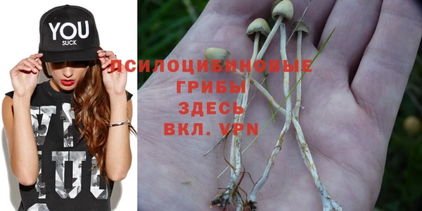 прущие грибы Белокуриха